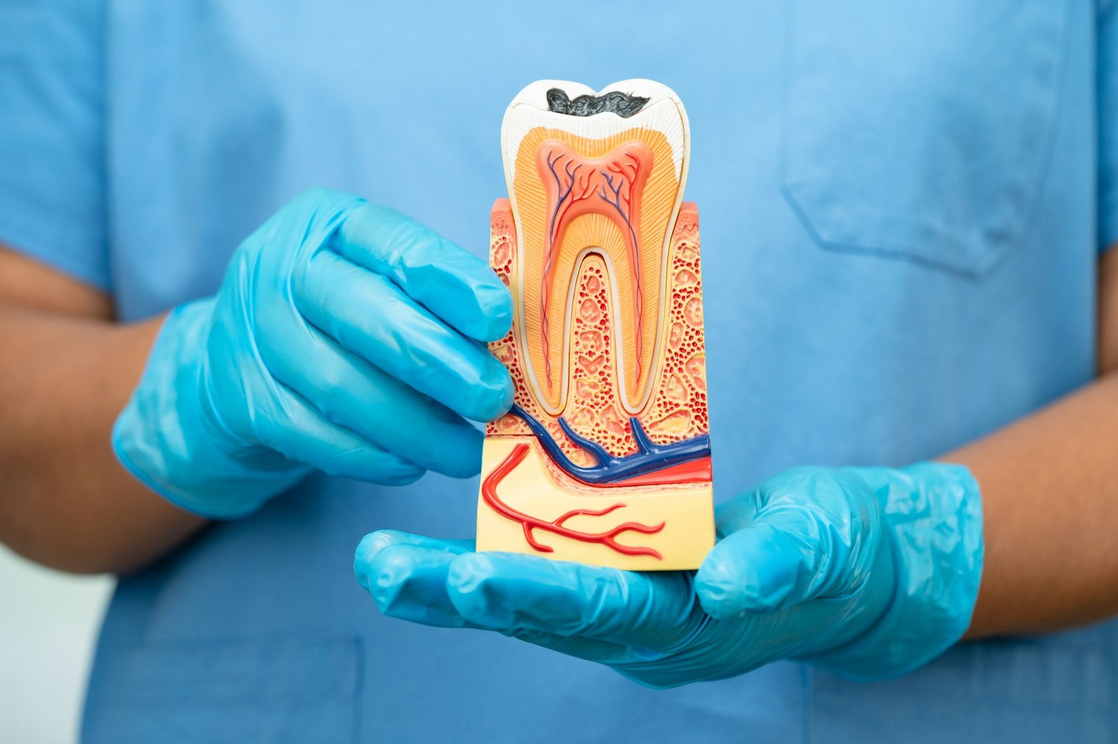 Asian dentist holding dental implant, artificial tooth roots into jaw, root canal of dental